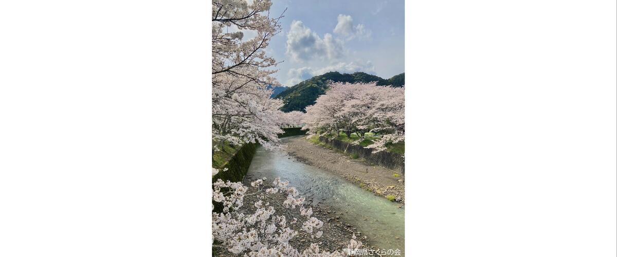 桜の写真