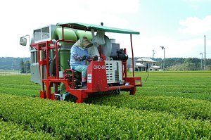 乗用型管理機による茶摘採