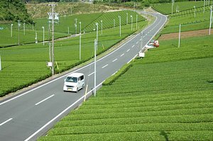 茶畑の中を走る幹線農道