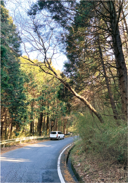 写真：道路に倒れ掛かっている木