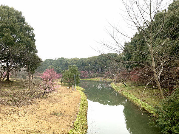 写真：河津桜2