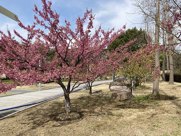 写真：河津桜3