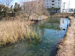 写真：隣接する青池湧水