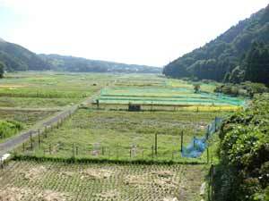 写真：池の水田風景