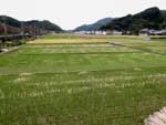 東部地域施設概要：那賀地区の水田