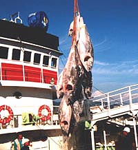 写真：冷凍マグロの陸上げ