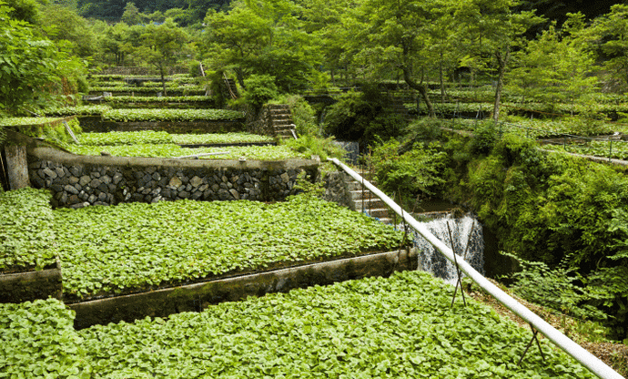 写真：わさび田