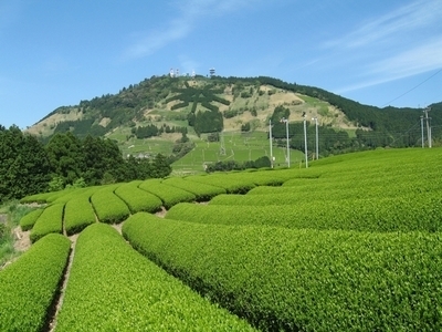 写真：茶園