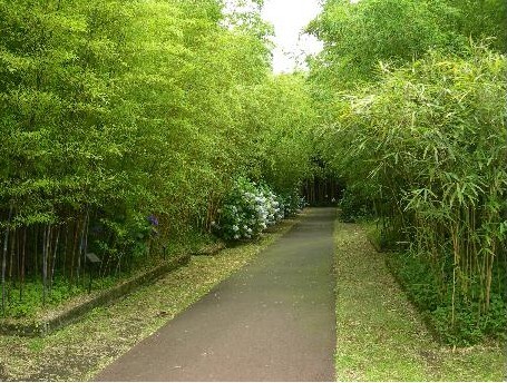 写真：富士竹類植物園