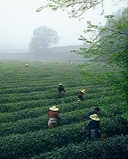 写真：茶園