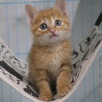 写真：子猫