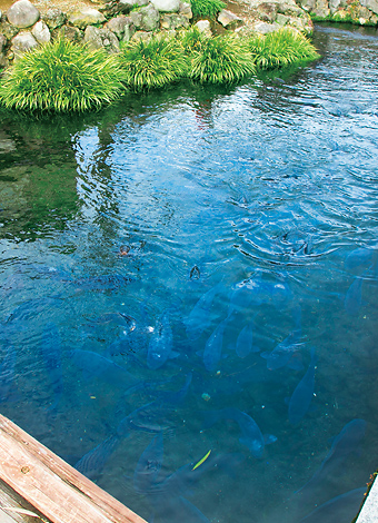 写真：泉の郷湧水公園1