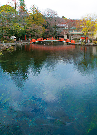 写真：湧玉池・神田川1