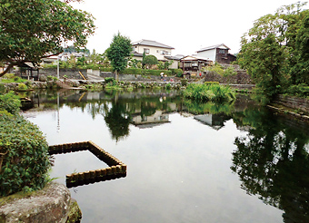 写真：よしま池