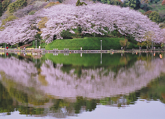 写真：蓮華寺池公園