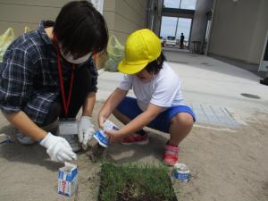 写真：グラウンドへの植え付け2