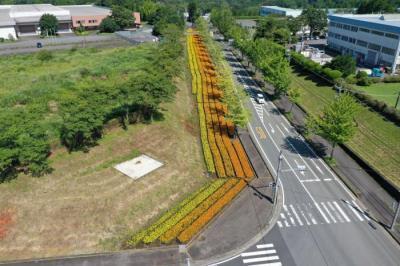 写真：小山町オリンピックコース沿い花壇