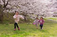 写真：入選5桜の風景