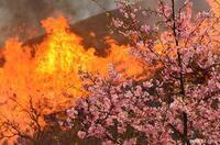 写真：入賞2桜の風景