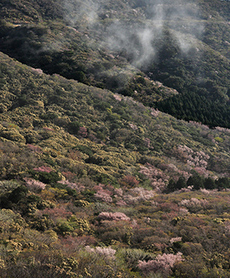 写真：平成23年度静岡県内の桜部門入選1