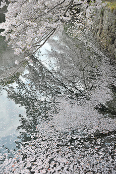 写真：平成23年度静岡県内の桜部門入選2