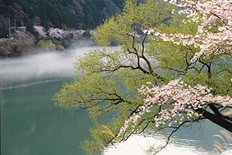 写真：平成23年度静岡県内の桜部門入選3