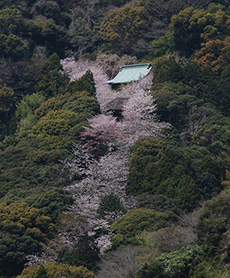 写真：平成23年度静岡県内の桜部門入選6