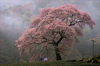 写真：平成23年度静岡県内の桜部門入選9