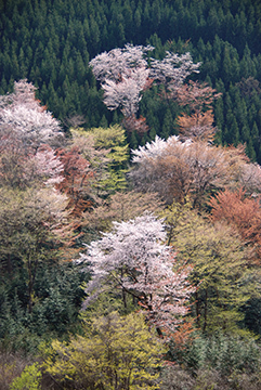 写真：平成21年度静岡県内の桜部門準特選2