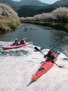 写真：平成21年度静岡県内の桜部門入選3