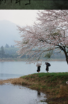 写真：平成21年度静岡県内の桜部門入選4