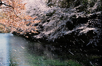 写真：平成21年度静岡県内の桜部門入選7