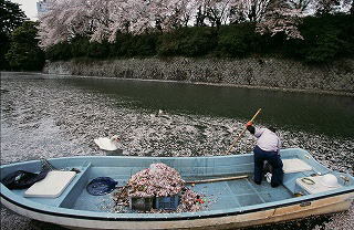 写真：静岡県内の桜部門準特選1