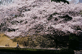 写真：平成21年度静岡県内の桜部門入選1