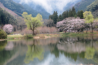 写真：平成21年度静岡県内の桜部門入選2