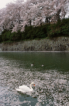 写真：平成21年度静岡県内の桜部門入選4