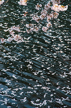 写真：平成21年度静岡県内の桜部門入選5