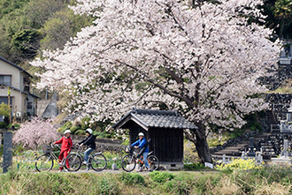 写真：平成21年度静岡県内の桜部門入選7