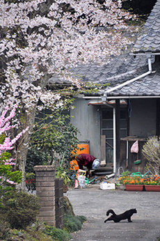 写真：平成21年度静岡県内の桜部門入選8