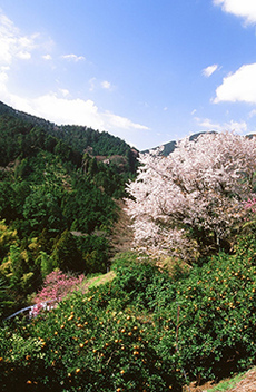 写真：平成21年度静岡県内の桜部門入選9