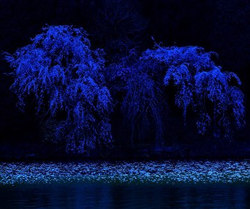 写真：平成24年度静岡県内の桜部門特選