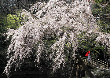 写真：平成24年度静岡県内の桜部門準特選1