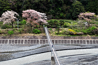 写真：平成24年度静岡県内の桜部門入選2