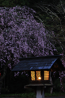 写真：平成24年度静岡県内の桜部門入選6