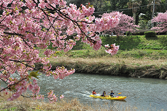 写真：平成24年度静岡県内の早咲き桜部門入選8