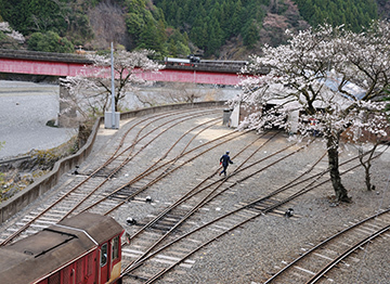 写真：平成25年度静岡県内の桜部門準特選2