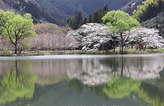 写真：平成25年度静岡県内の桜部門入選2