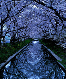 写真：平成25年度静岡県内の桜部門入選4