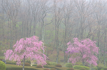 写真：平成26年度静岡県内の桜部門準特選1