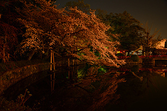 写真：平成26年度静岡県内の桜部門入選1